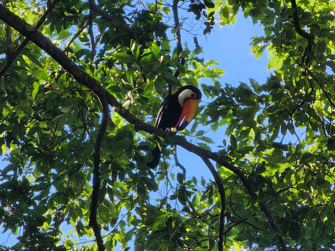 Tucano