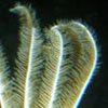 crinoid.jpg