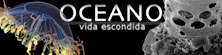 Oceano: vida escondida